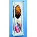 Freshwater Mussel Anatomy Display Mount