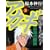 �A�J�M�\�łɍ~�藧�����V�� (��3��) (�ߑ㖃���R�~�b�N�X)