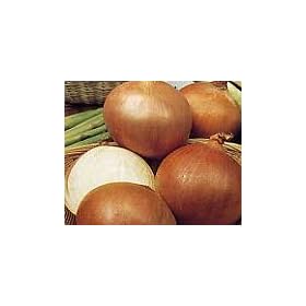 ONION - Rijnsburger 5  -  500 SEEDS