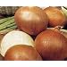 ONION - Rijnsburger 5  -  500 SEEDS