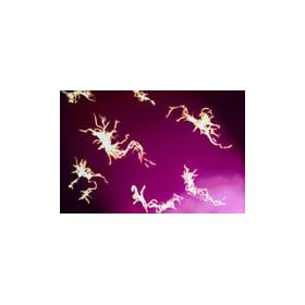 Tuberculosis Mix (Tea)