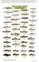 Freshwater Fish of North America
