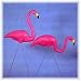 Pink Flamingo 2 Pk