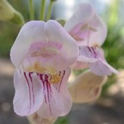 Penstemon palmeri (Palmer's Penstemon) - Bulk Wildflower Seeds