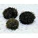 Sea Urchin Embryology Set