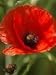 Corn Poppy / Papaver rhoeas / 1g (11,000 seeds)