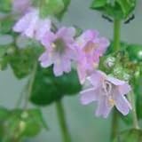 Wild Four O'Clock (Mirabilis nyctaginea) - Jumbo Wildflower Seed Packet