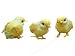 Accent Design Floral and Garden Accents Barnyard Bird Chick 2 Yellow