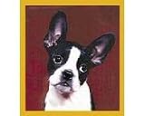 Boston Terrier