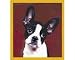 boston terrier - Boston Terrier
