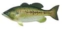 Rivers Edge Products Wall Hanging Bass resin
