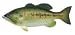 Sporting Goods : Rivers Edge Products Wall Hanging Bass resin