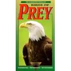Buy Fascinating World of Birds of Prey now!