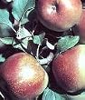 Fuji Apple Tree Five Gallon