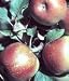 Fuji Apple Tree Five Gallon