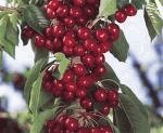 Lapins Cherry Tree Five Gallon
