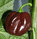Habanero Chocolate chilli pepper SEEDS