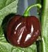 Habanero Chocolate chilli pepper SEEDS