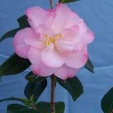Review   / Camellia Grace Bunton