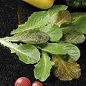 SUTTONS SEEDS: Leaf Salad Cos Lettuce Mix Speedy Seeds (1400 seeds)
