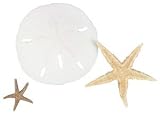 Sealife Treasures-Sand Dollar & Starfish Mix