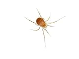 In a daddy longleg's appendages lie thousands of small sense organs Photographic Poster Print by David Liittschwager, 16x12
