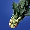 SUTTONS SEEDS: Kohl Rabi Logo Speedy Seeds (120 seeds)