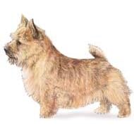 7.5cm x 5cm Acrylic Fridge Magnet-Norwich Terrier