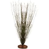 2141rQdRgCL. SL160  Eleocharis Acicularis Hairgrass   Medium   10 in.