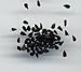 Black Nigella seed packet