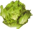 CRISP LETTUCE HEAD Fake Food