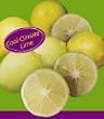 Semi Dwarf Limequat Tree Five Gallon