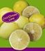 Semi Dwarf Limequat Tree Five Gallon
