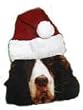 Pet Santa Hat for a Christmas Costume Hat