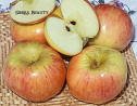 Sierra Beauty Apple Tree Five Gallon