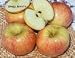 Sierra Beauty Apple Tree Five Gallon