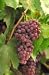 Flame Grape Vine Staked Five Gallon Plant