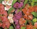 100 IMPATIENS (Balsam / Lady Slipper / Touch Me Not) Impatiens Balsamina Flower Seeds 100 IMPATIENS (Balsam / Lady Slipper / Touch Me Not) Impatiens Balsamina Flower Seeds