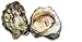 Olympia Oysters Image