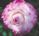 Camellia Nuccio's Pearl Five Gallon