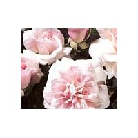 Cecile Brunner Climbing Rose One Gallon Vine