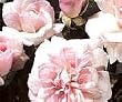 Cecile Brunner Climbing Rose One Gallon Vine
