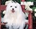 maltese12  - Just Maltese 2010 Wall Calendar