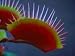 Akai Ryu Venus Flytrap-large, Carnivorous Plant