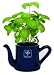 Petit Coco Kettle Herb Pot in Blue
