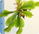 Venus Flytraps - 3-5 year old plants