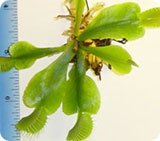 Venus Flytraps - 3-5 year old plants