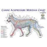 Canine Acupressure Meridian Anatomical Chart Laminated