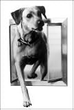 Extra Large Plexidor Pet Door / Dog Door for Kennels (Silver)
