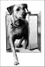 Extra Large Plexidor Pet Door / Dog Door for Kennels (Silver)